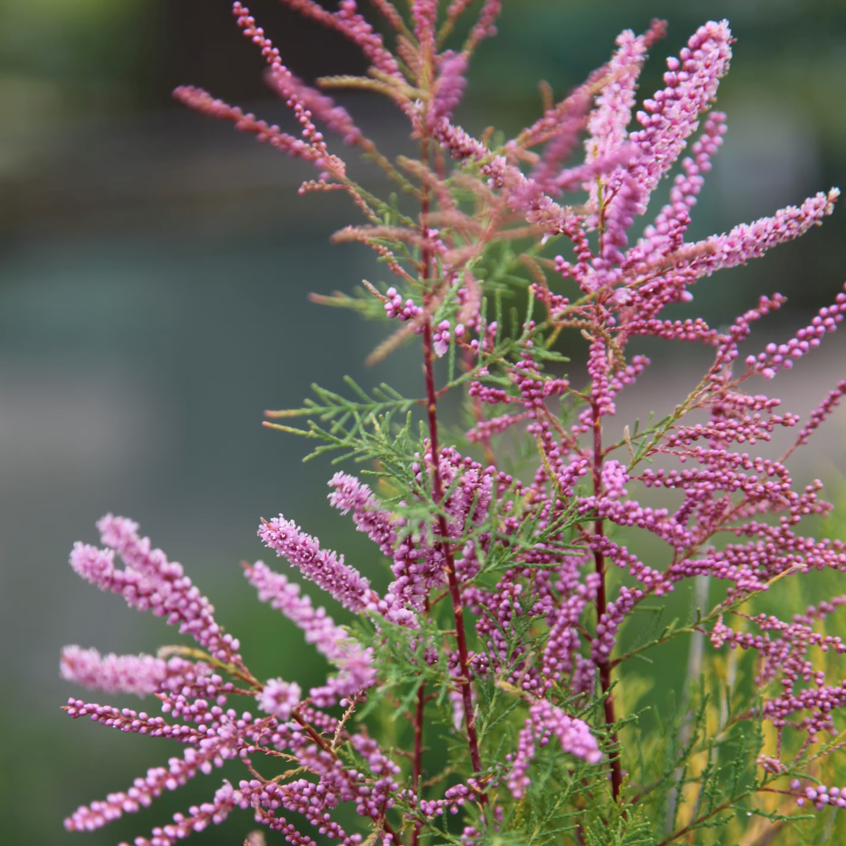 Tamarix Ramosissima Pink Cascade | Tamarisk