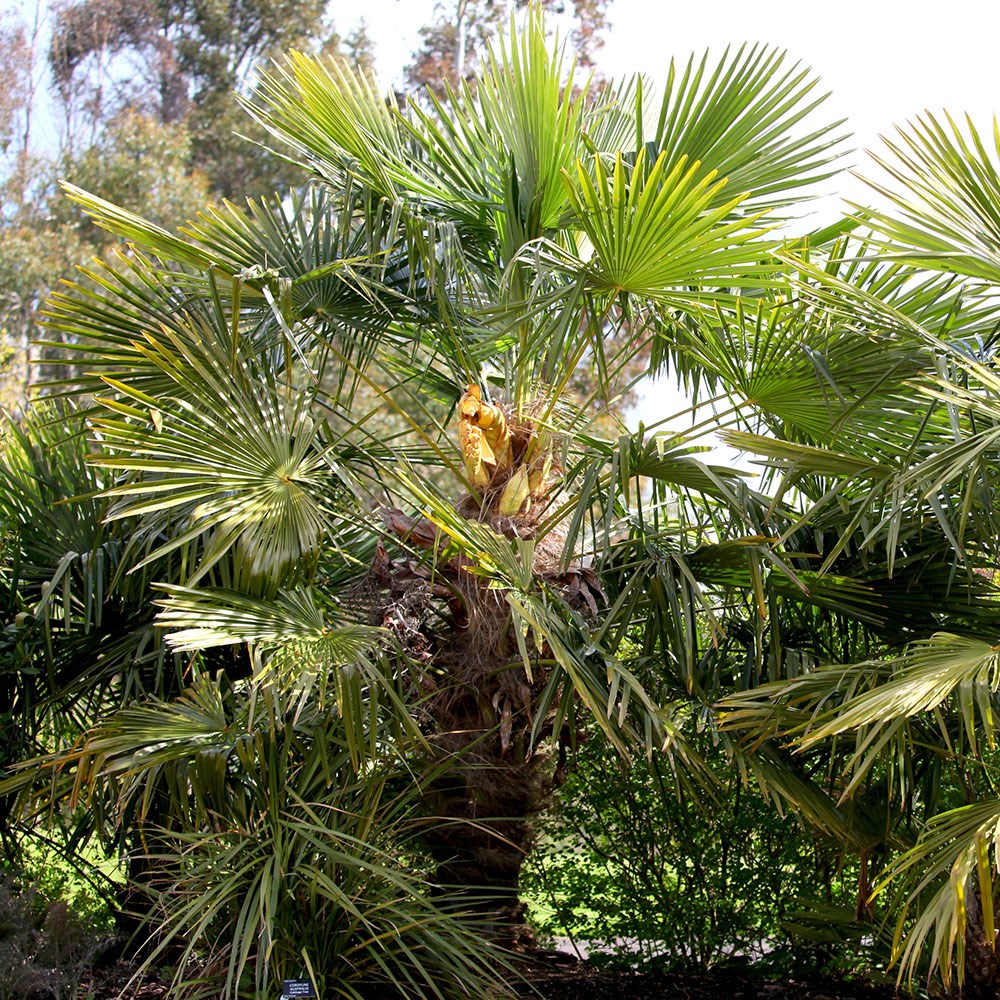 Trachycarpus Fortunei | Chusan Palm