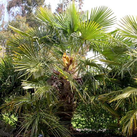 Trachycarpus Fortunei | Chusan Palm