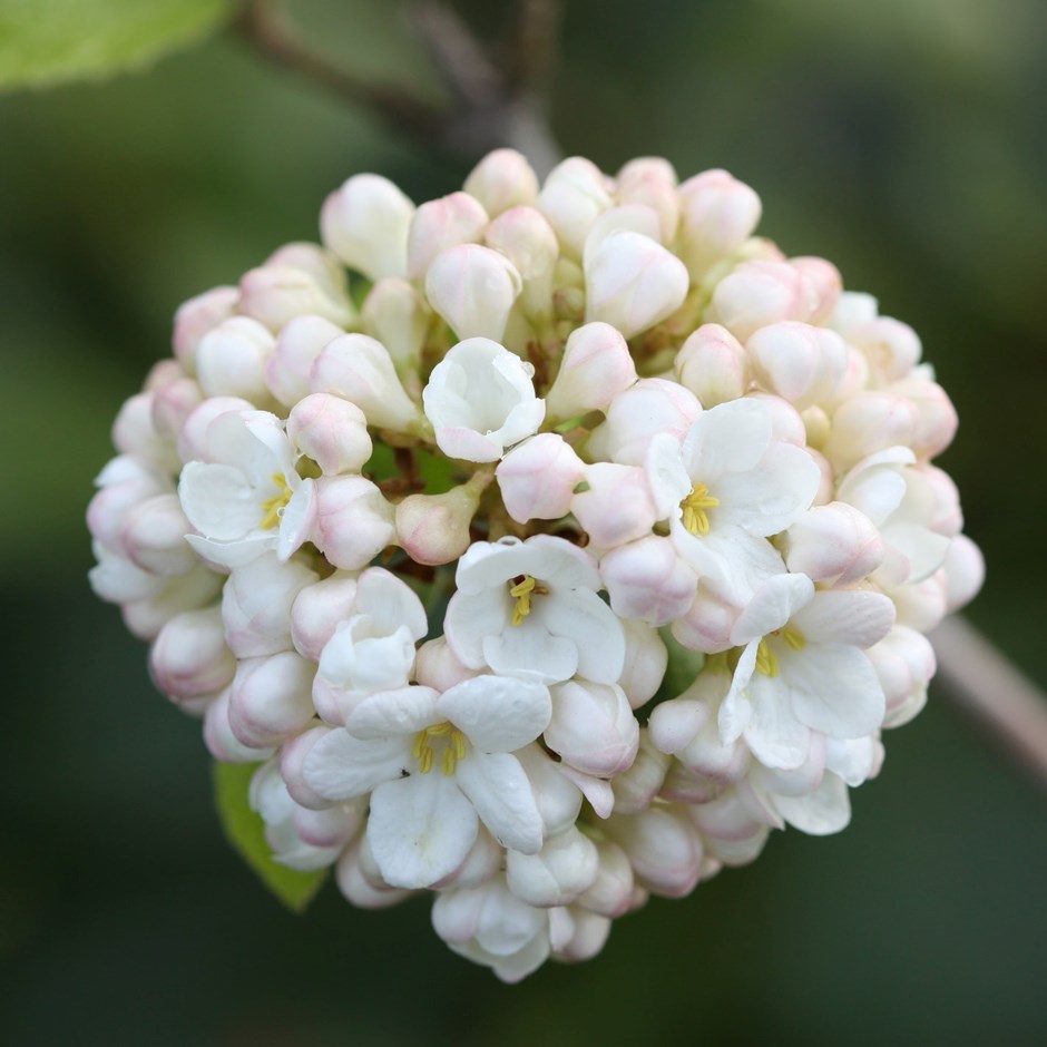 Viburnum × carlcephalum | Viburnum