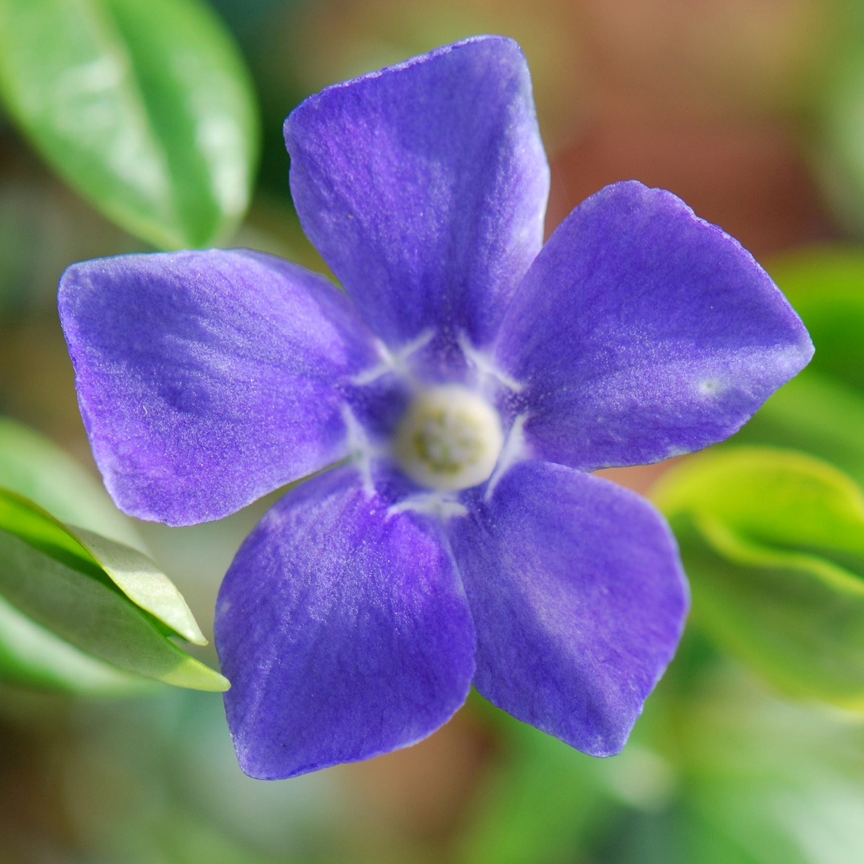 Vinca Major | Greater Periwinkle