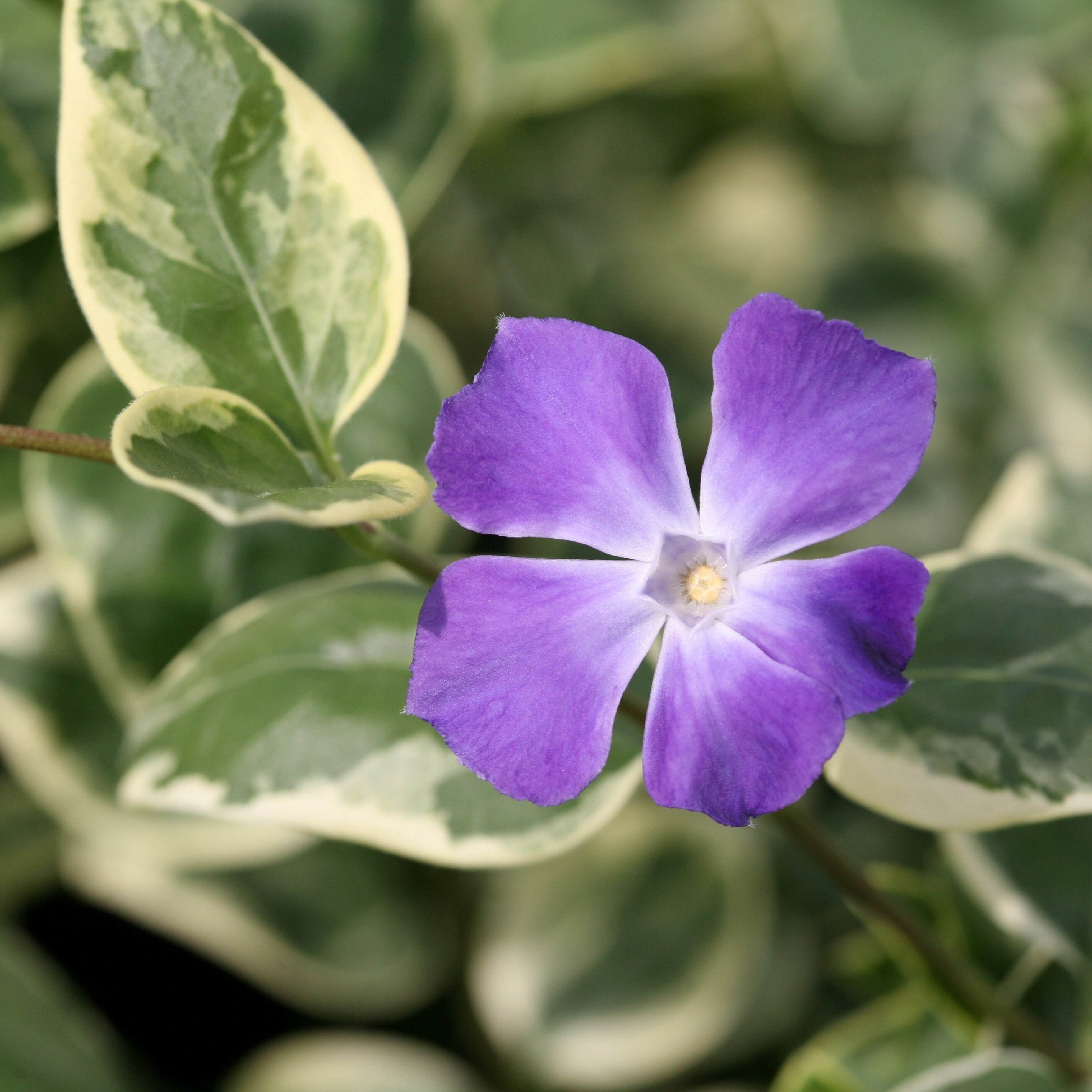 Vinca Major Variegata | Greater Periwinkle