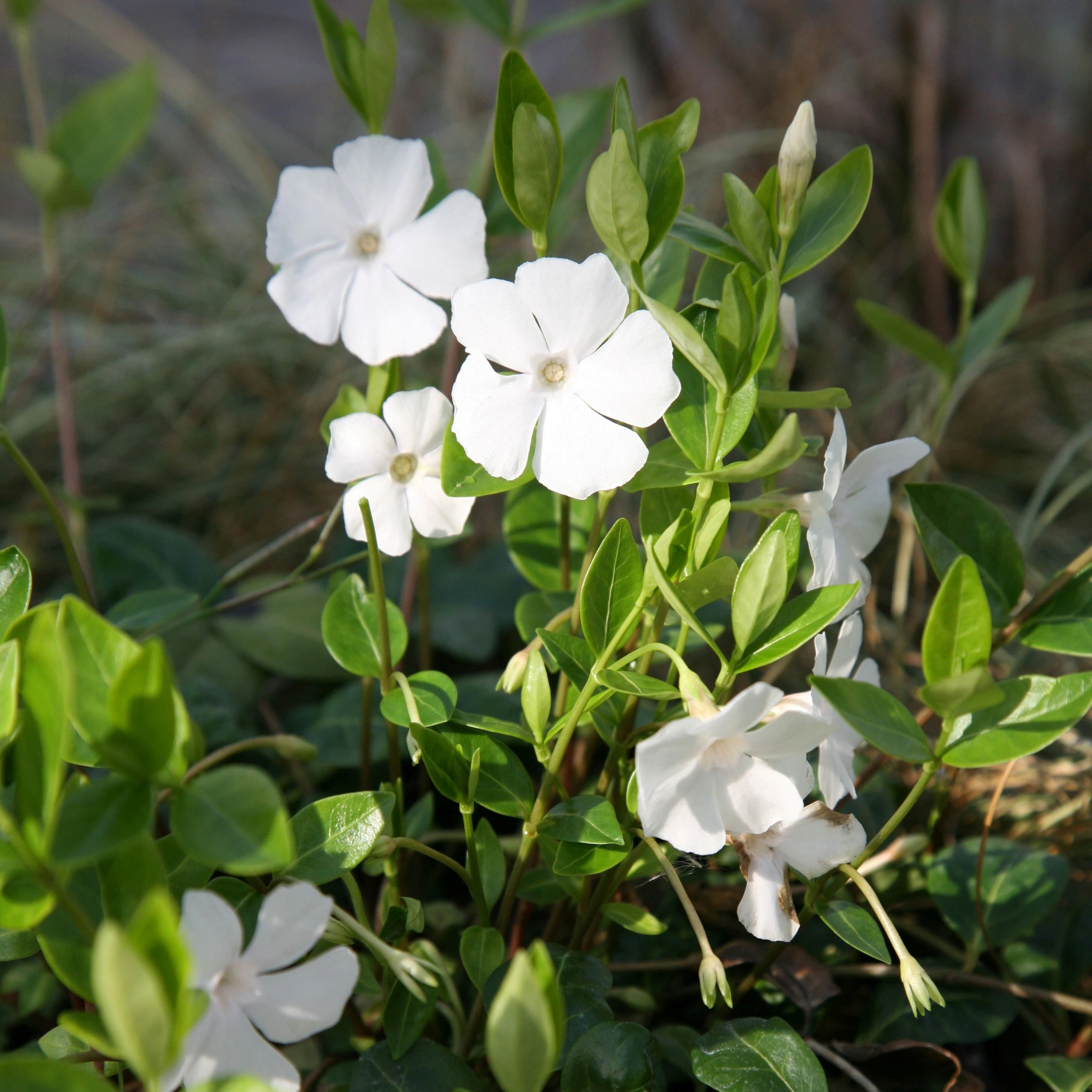 Vinca Minor F. Alba Gertrude Jekyll | Lesser Periwinkle