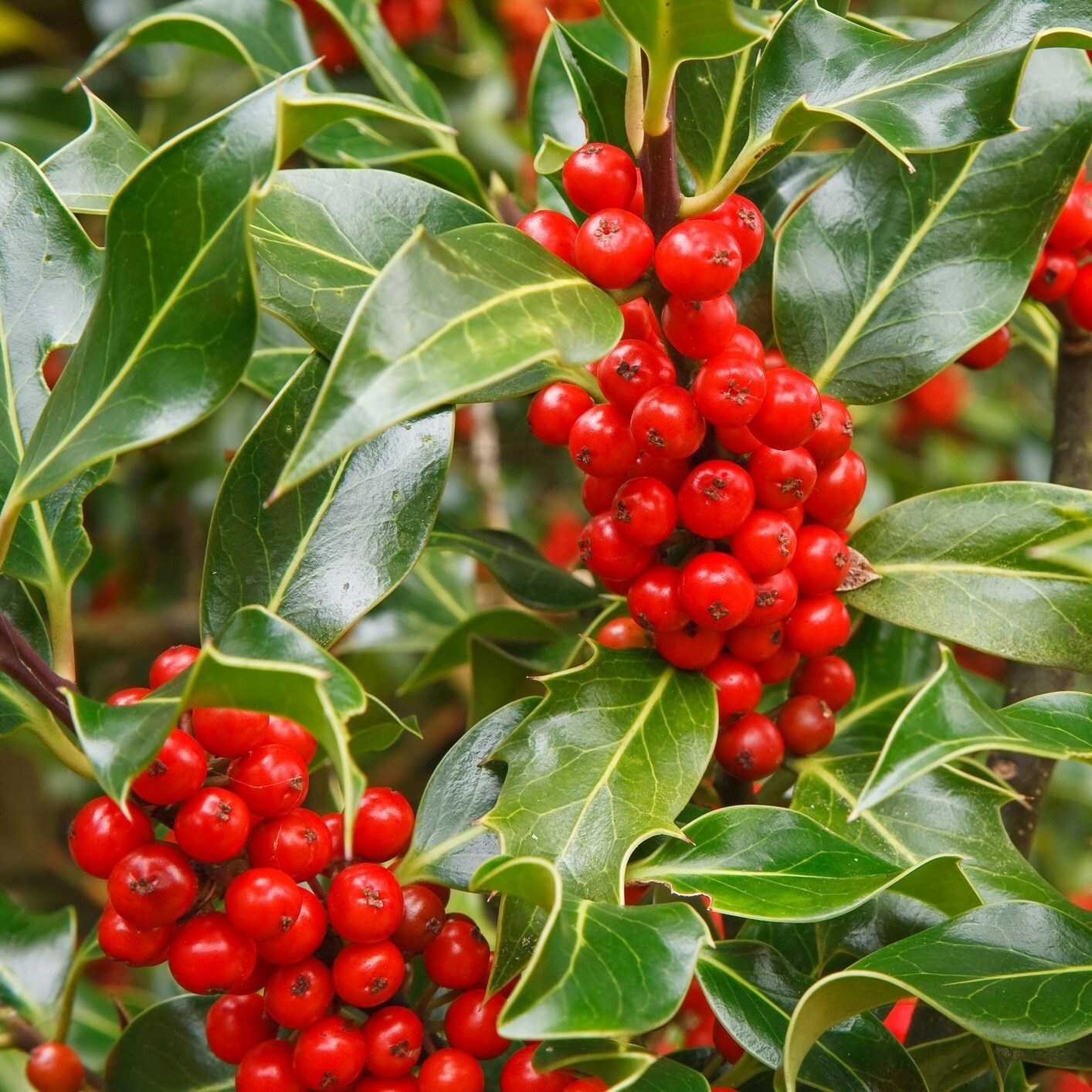 Ilex Aquifolium J.C. Van Tol | English Holly (self-fertile female)