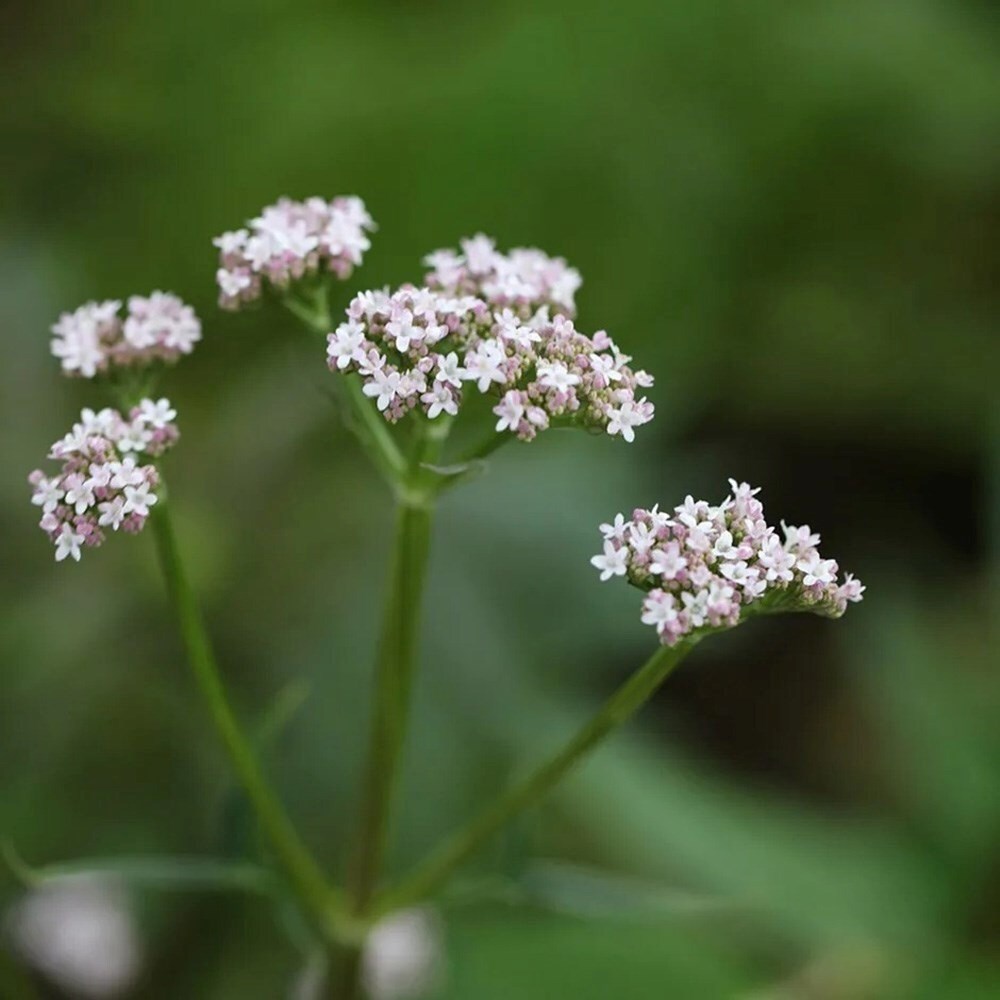 Valeriana Officinalis