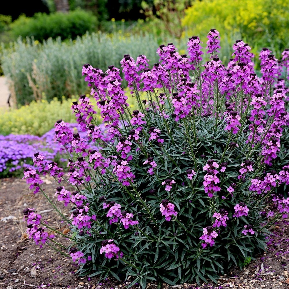 Erysimum Bowless Mauve | Perennial Wallflower