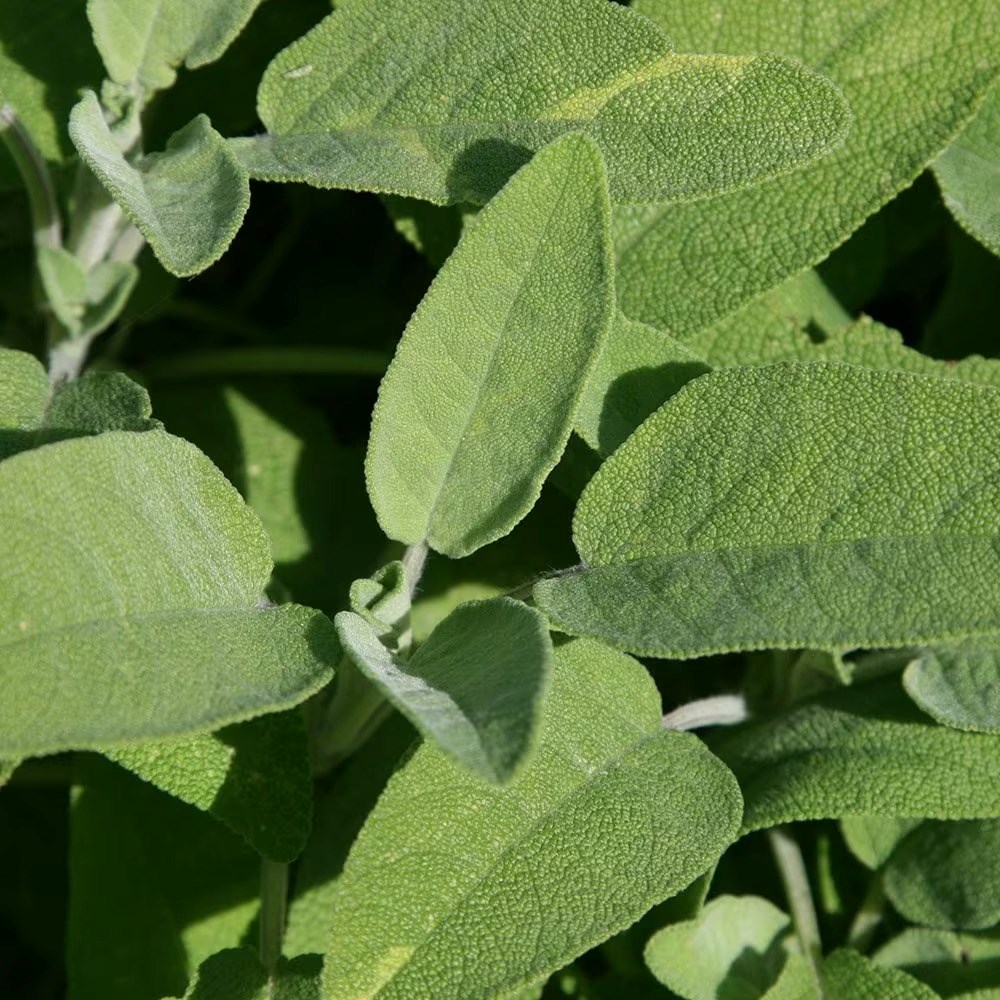 Sage | Salvia Officinalis