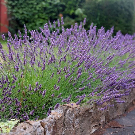 Lavandula × intermedia 'Grosso' | Lavender |