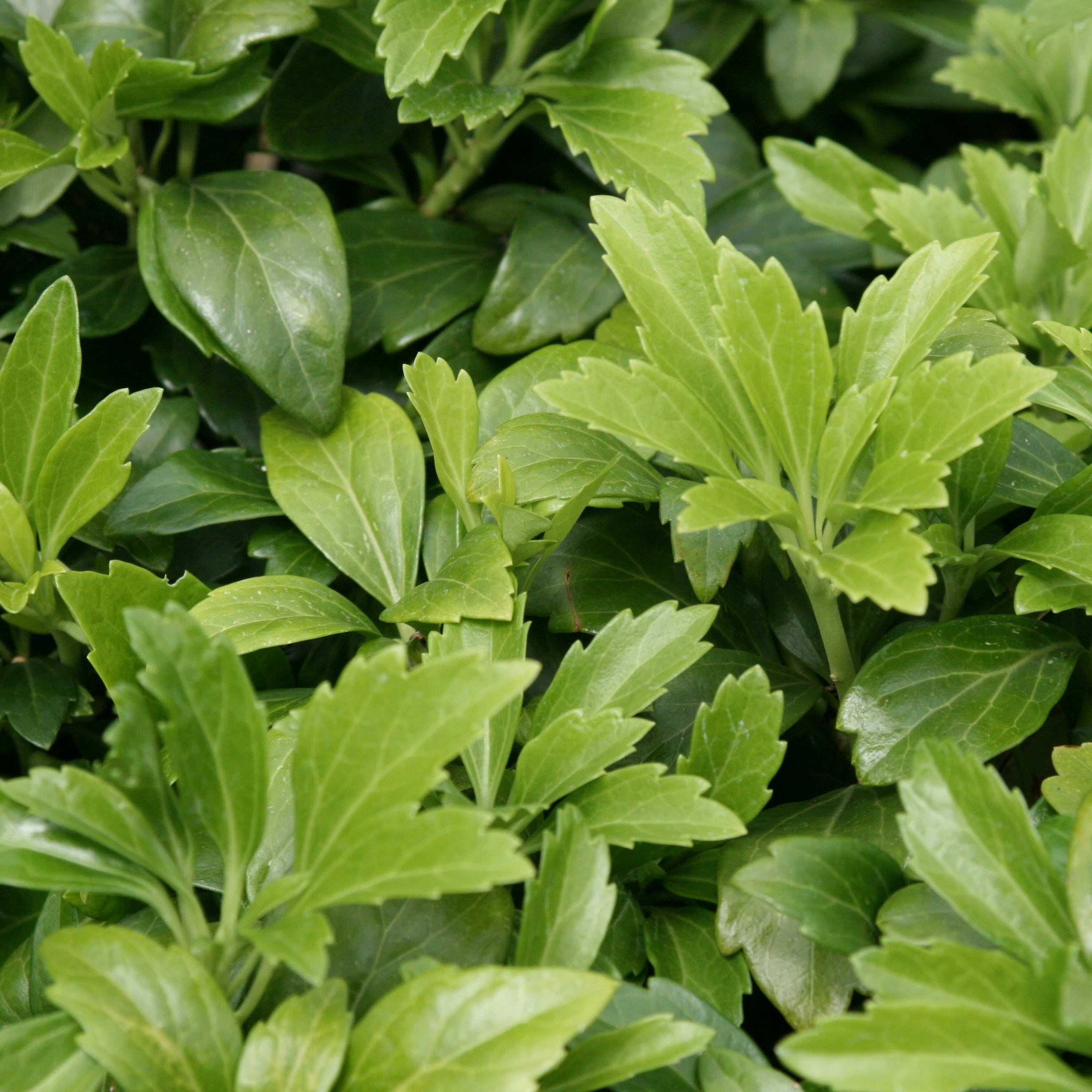 Pachysandra Terminalis | Japanese Spurge