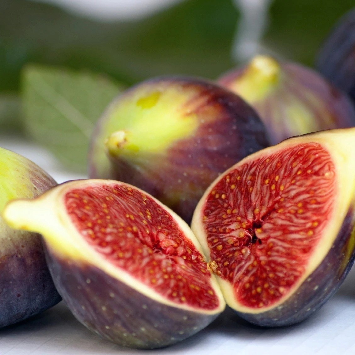 Fig Brown Turkey | Ficus Carica