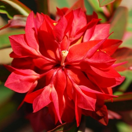 Euphorbia griffithii Fireglow