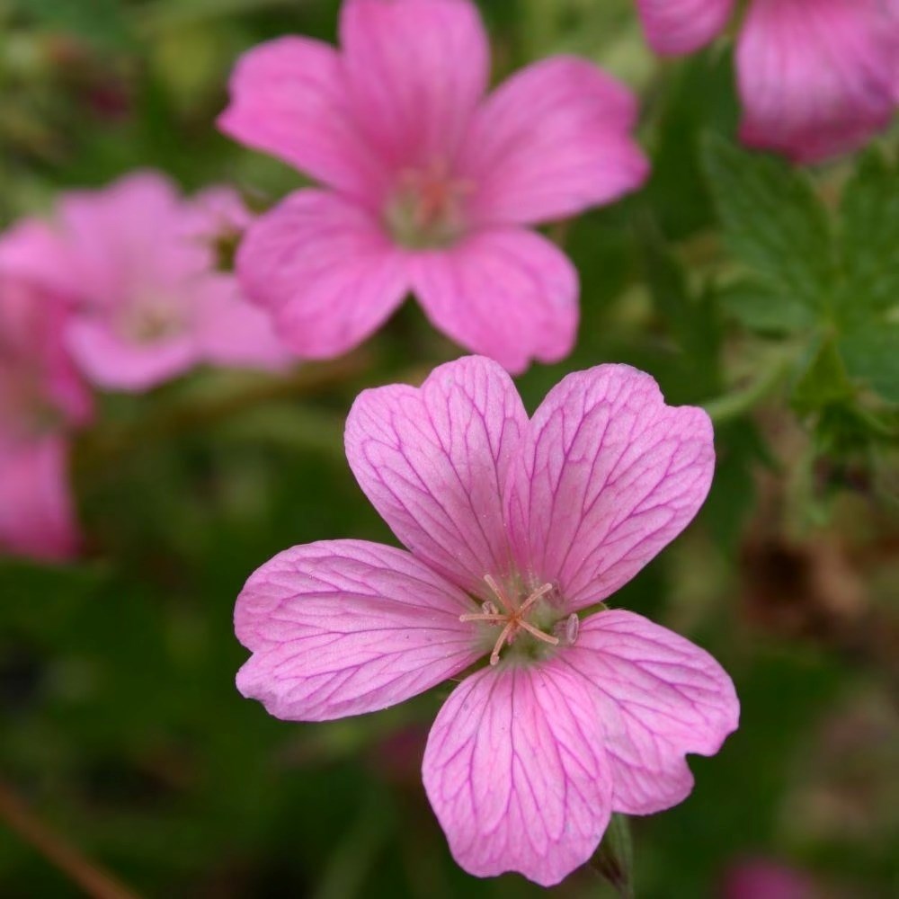 Geranium × Oxonianum Wargrave Pink | Cranesbill