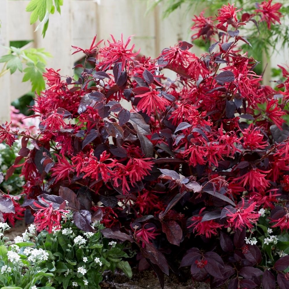 Loropetalum Chinense Var. Rubrum Fire Dance | Loropetalum