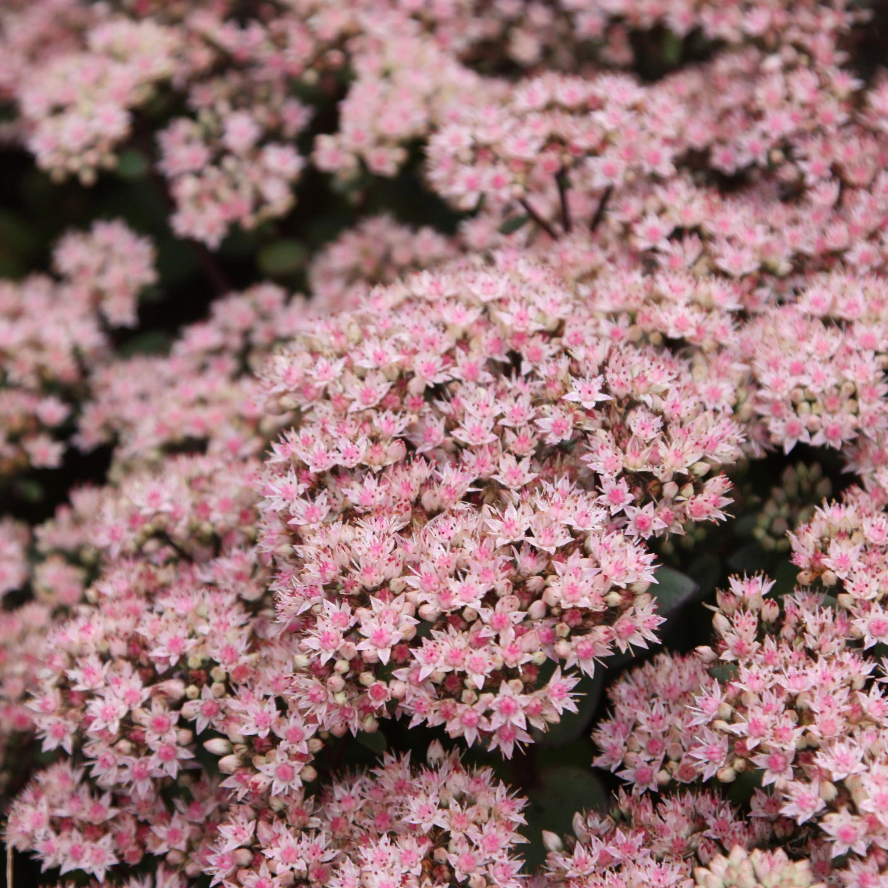 Sedum Matrona | Stonecrop | Hylotelephium