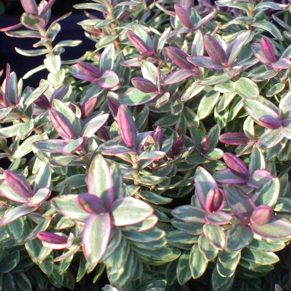 Hebe Silver Dollar | Veronica
