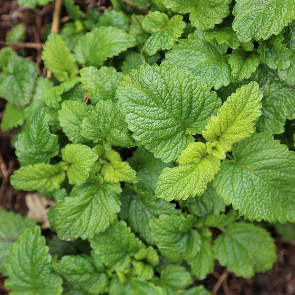 Melissa Officinalis | Lemon Balm Or Melissa Officinalis