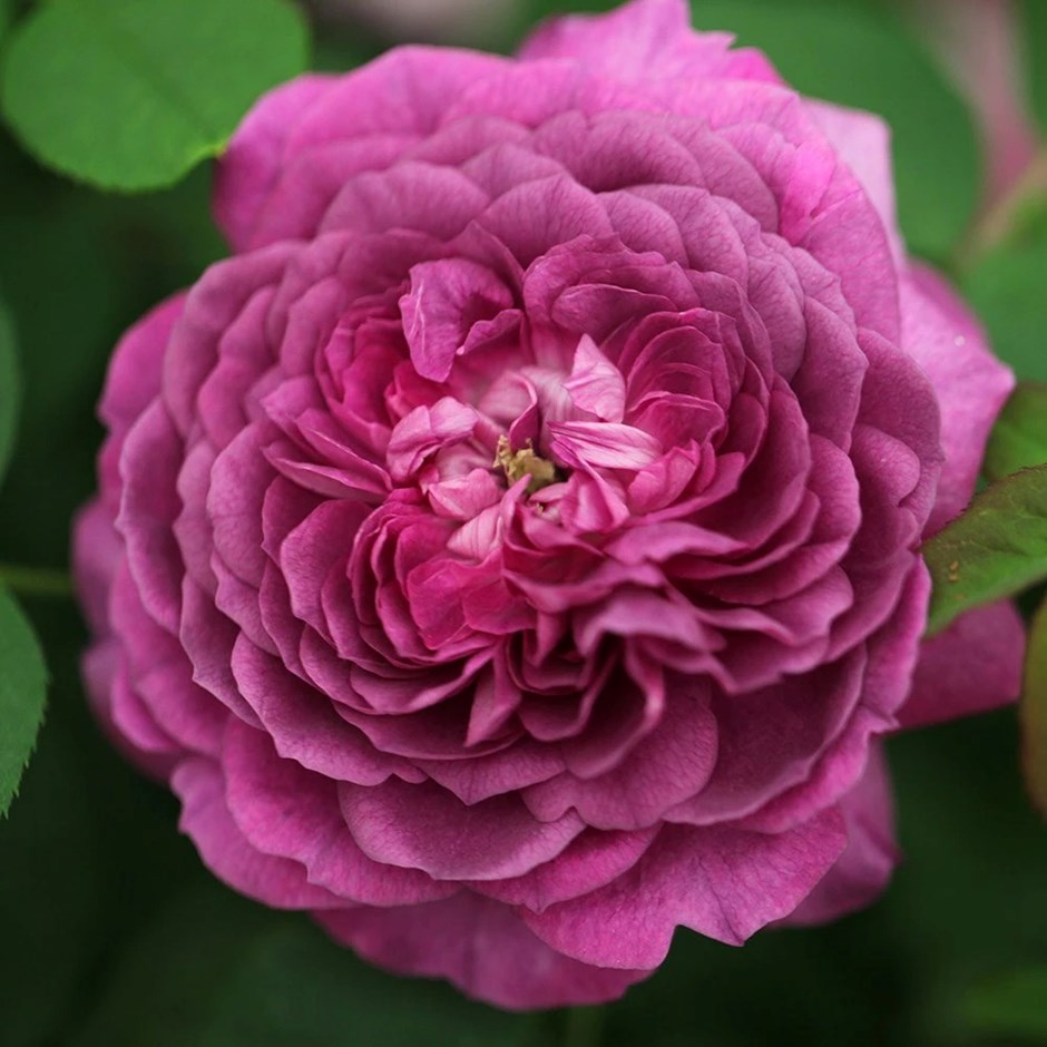 Rosa Reine Des Violettes | Thornless Shrub Rose
