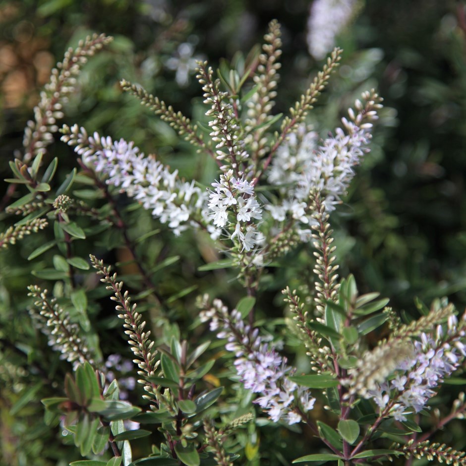 Hebe Champagne | Shrubby Veronica