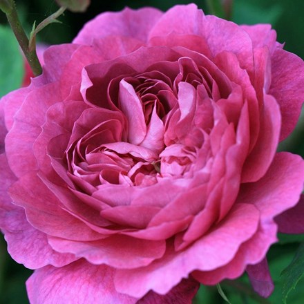 Rosa Reine Victoria | Bourbon Rose |
