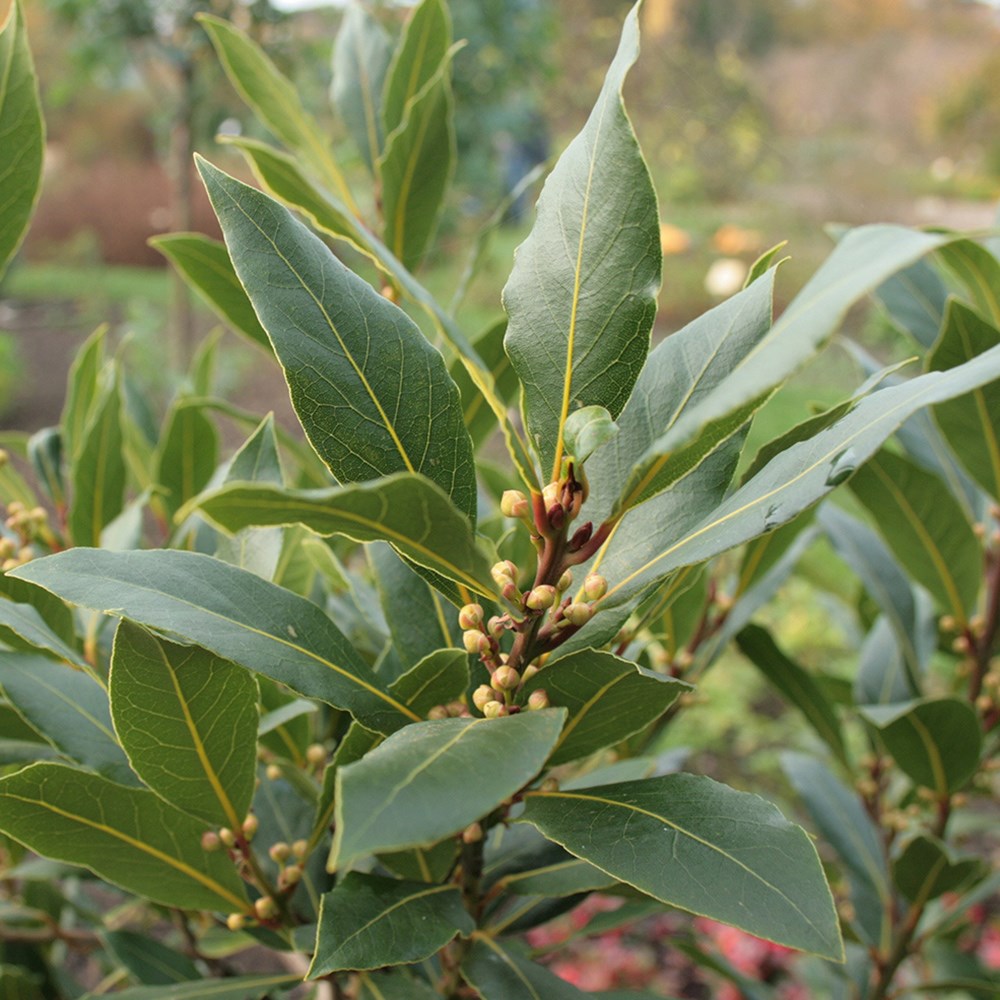 Laurus Nobilis | Kitchen Bay