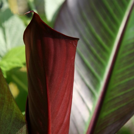 red abyssinian or Ethiopian banana ( syn. Musa ensete rubra )