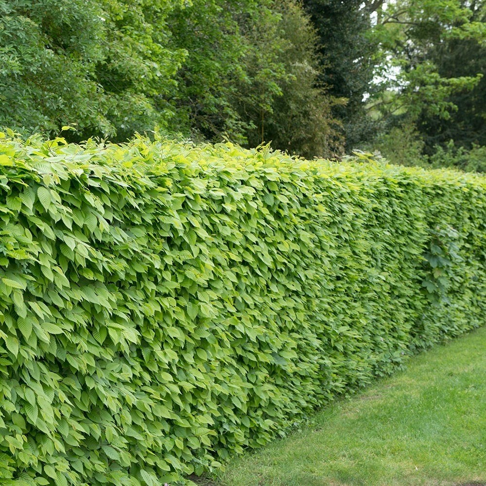 Carpinus Betulus | Common Hornbeam Hedging