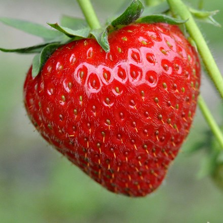 strawberry Honeoye