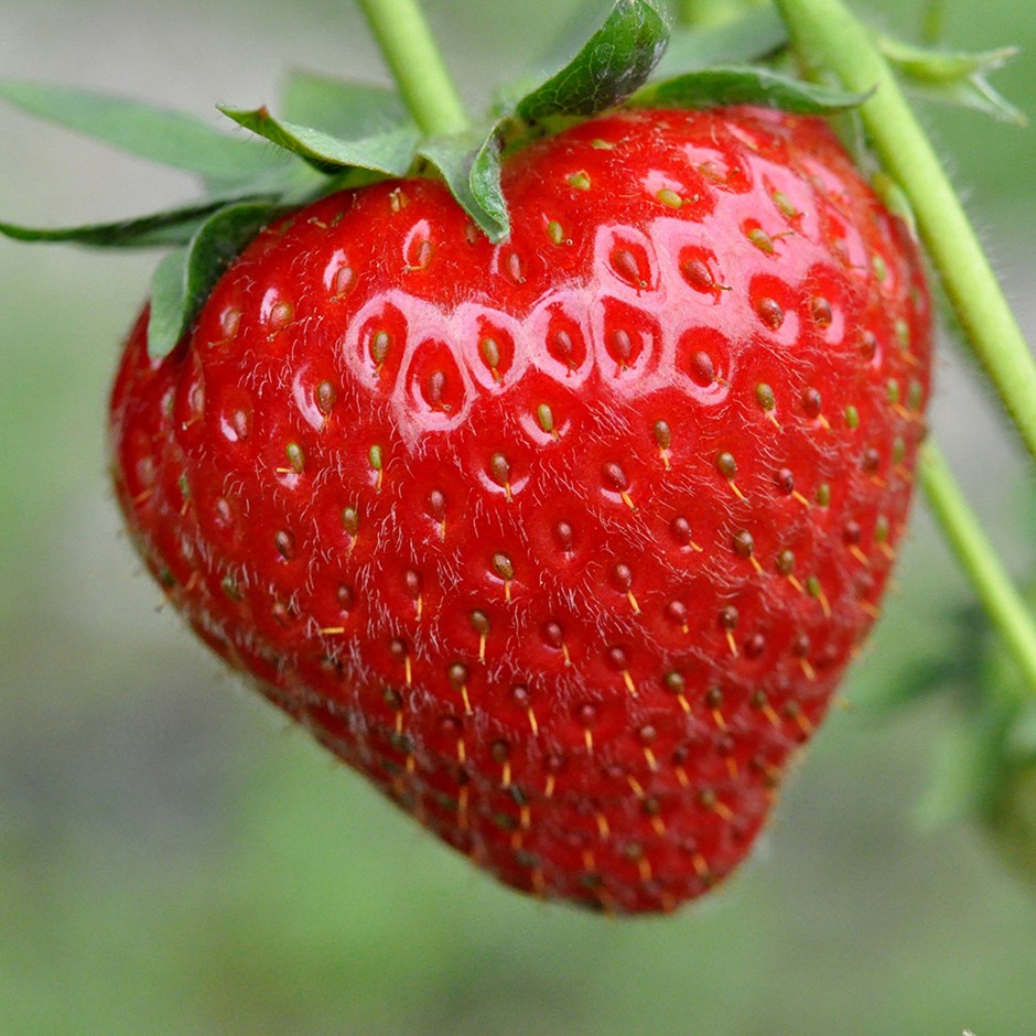 Strawberry Honeoye | Early Season Fruiting