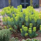 Euphorbia Characias Subsp. Wulfenii | Spurge