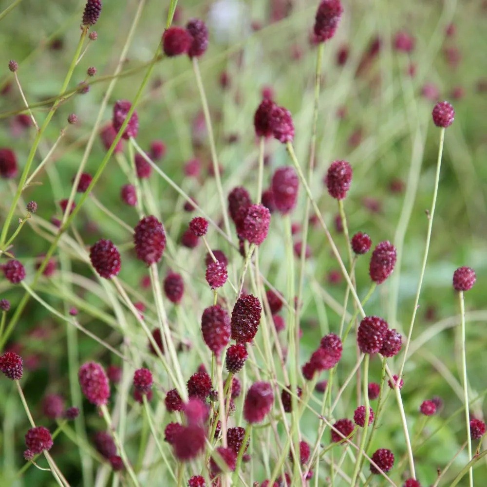 Sanguisorba Tanna | Burnet
