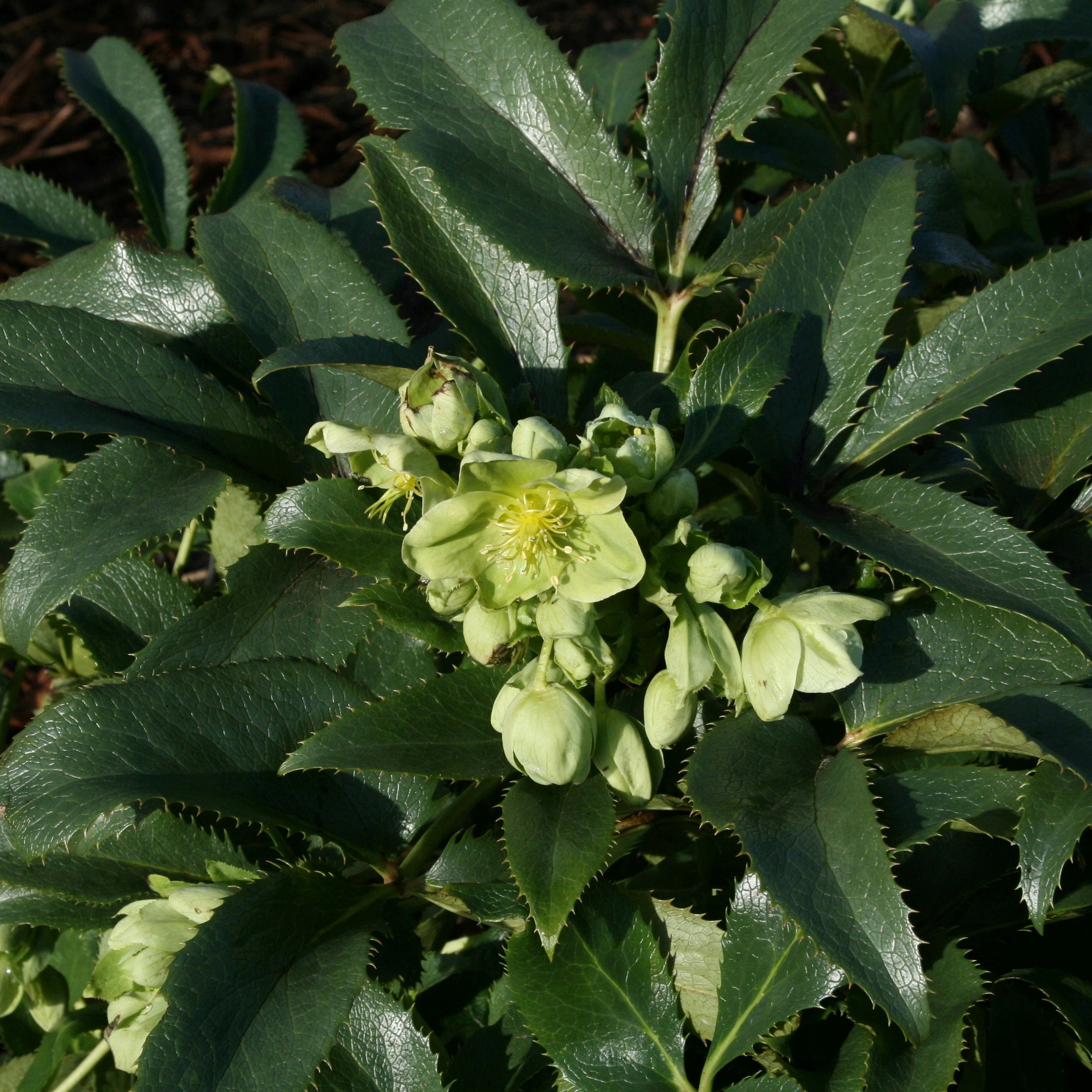 Helleborus Argutifolius | Corsican Hellebore