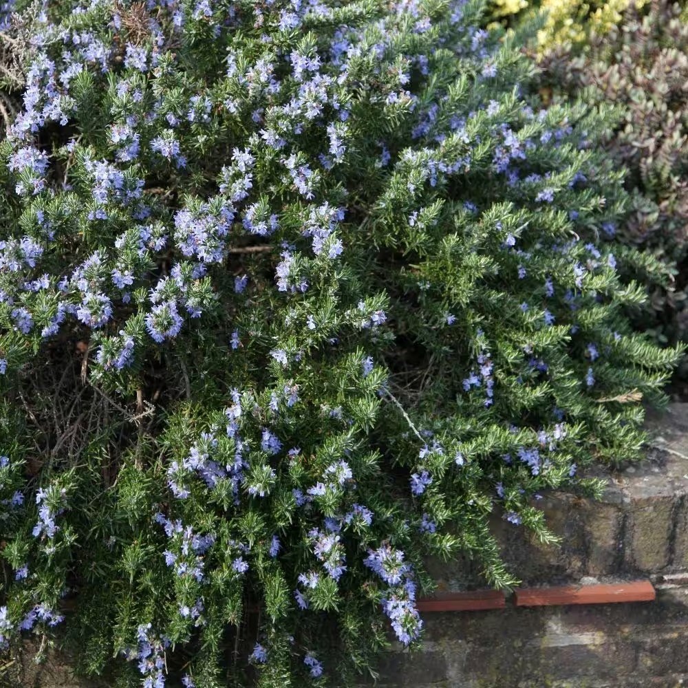 Rosemary Prostratus Group