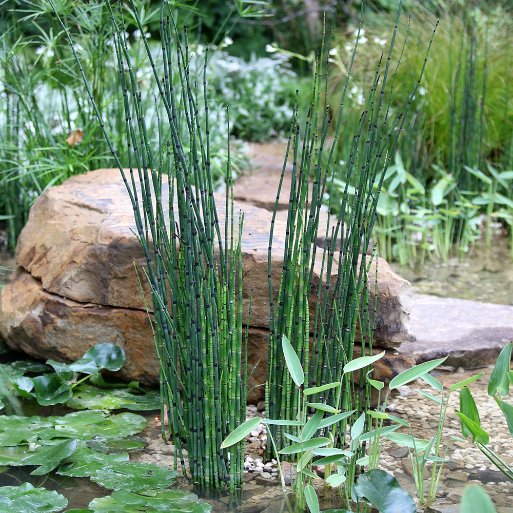 Equisetum Hyemale | Scouring Rush