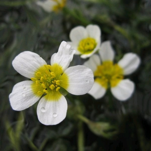 Ranunculus Aquatilis | White Water-Crowfoot