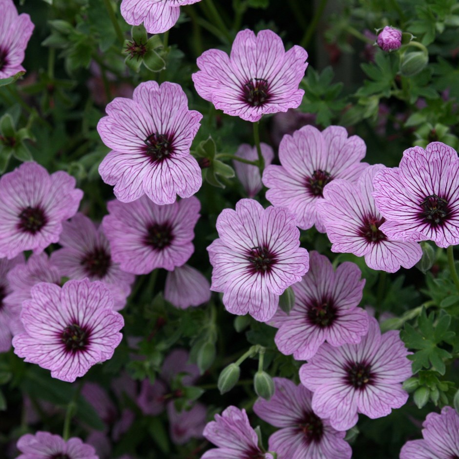 Geranium Ballerina | Cranesbill