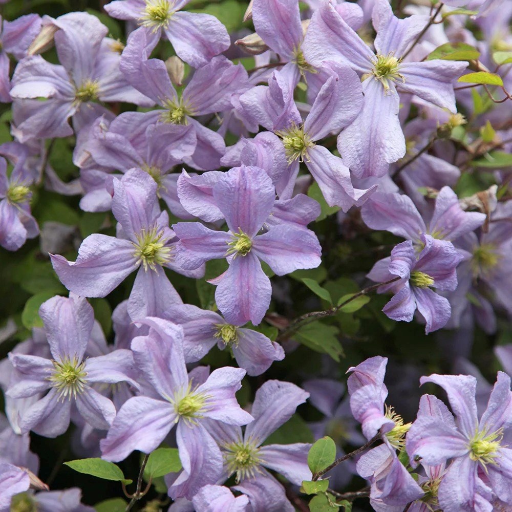 Clematis Prince Charles