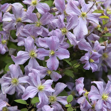 Clematis 'Prince Charles' | Clematis |