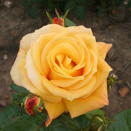 Rosa Arthur Bell | Floribunda Bush Rose