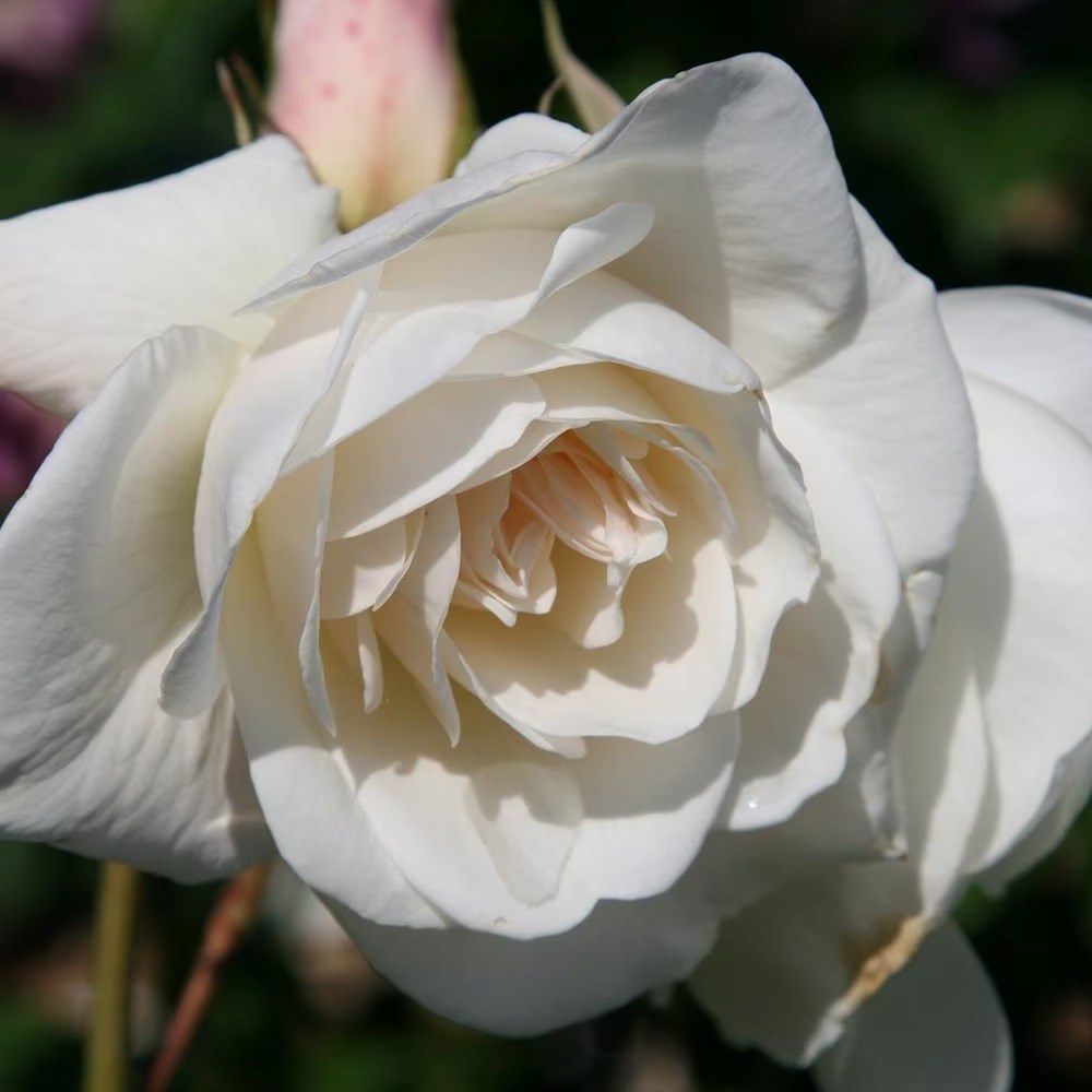 Rosa Iceberg | Floribunda Bush Rose