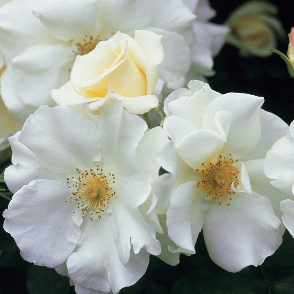 Rosa Flower Carpet White | Ground Cover Rose