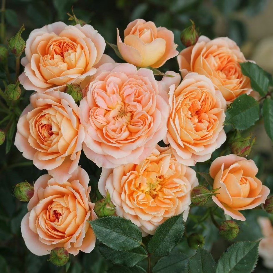 Rosa Sweet Dream | Patio Rose