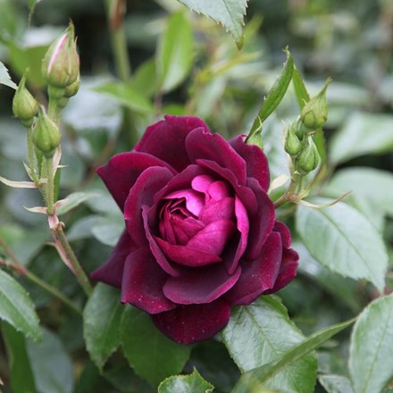 Rosa Burgundy Ice | Floribunda Bush Rose