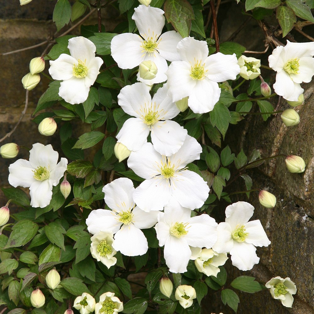 Clematis Montana Var. Grandiflora