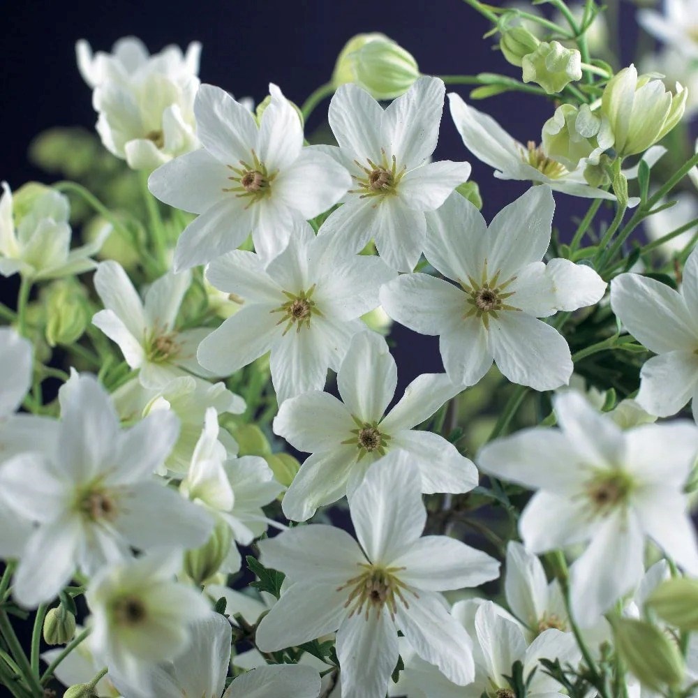 Clematis × Cartmanii Joe | Winter Flowering Clematis