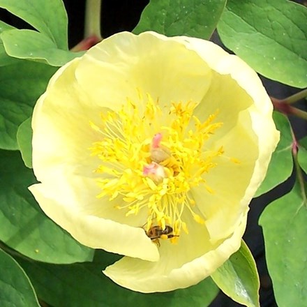 Paeonia Daurica Subsp. Mlokosewitschii | Caucasian Peony Or Molly The Witch