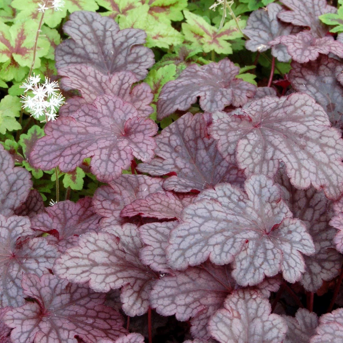 Heuchera Plum Pudding | Coral Bells