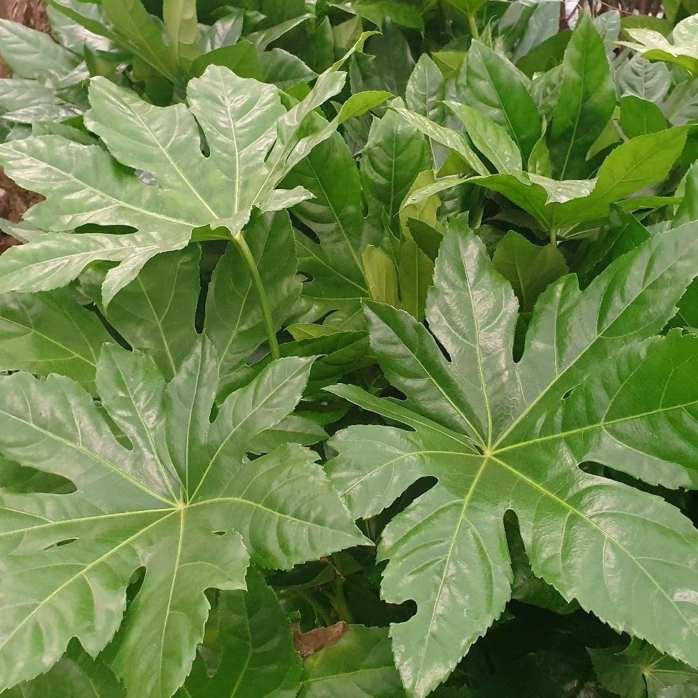 Fatsia Japonica | Japanese Aralia