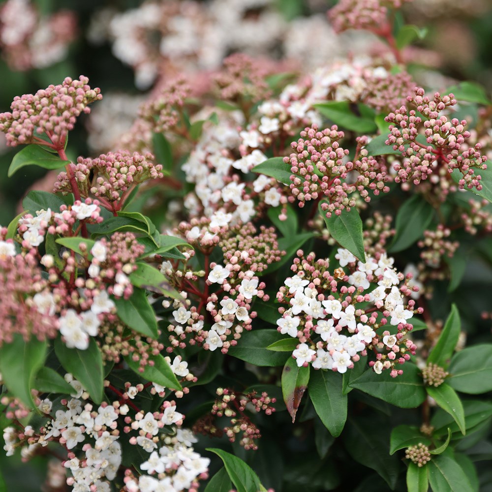 Viburnum Tinus | Laurustinus