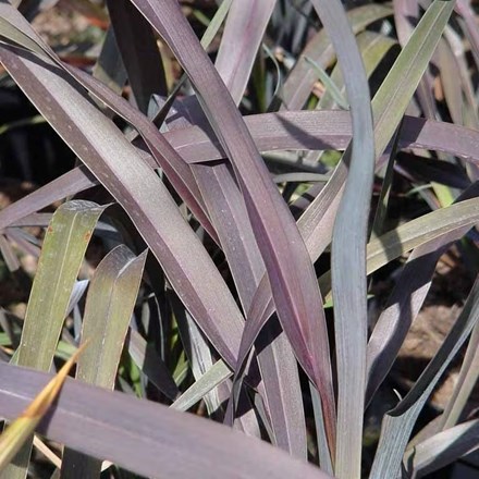 Phormium 'Platt's Black' | New Zealand Flax |