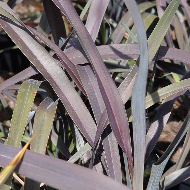 Phormium Platts Black | New Zealand Flax